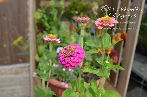 Zinnia elegans