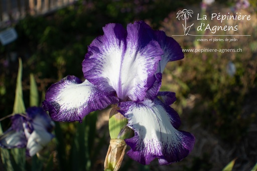 Iris germanica 'Violet-blanc'