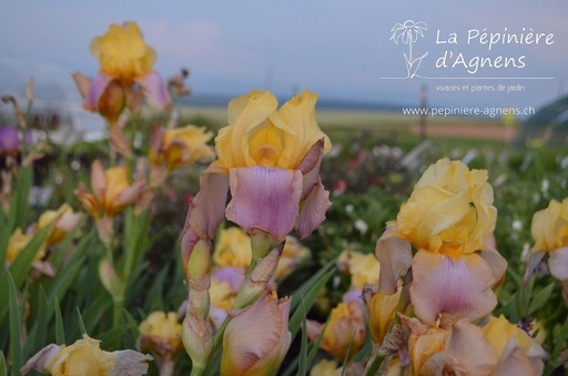 Iris germanica 'Sunset Sky'