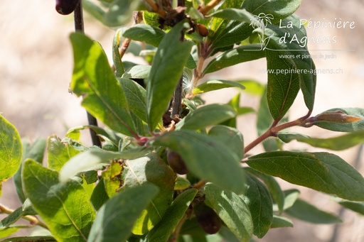 Lonicera kamtschatica 'Maistar'