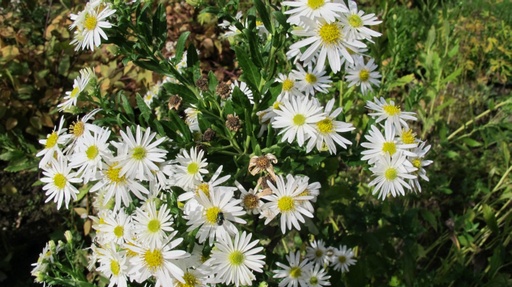 Aster ageratoides 'Starshine'