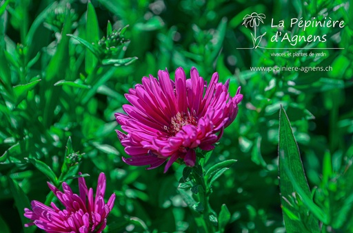 Aster dumosus 'Jenny'