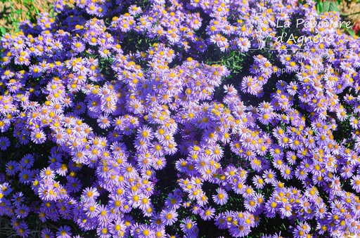 Aster dumosus 'Prof. Anton Kippenberg'