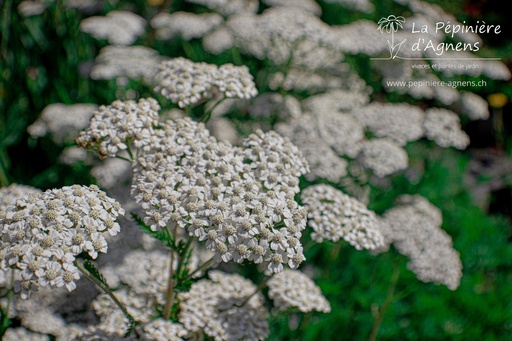 Achillea millefolium 'Schneetaller'