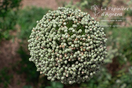 Allium 'Mount Everest'