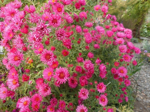 Aster novae-angliae 'Alma Pötschke'