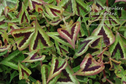 Persicaria microcephala 'Purple Fantasy'