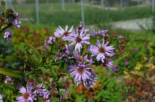 Aster novi-belgii 'Flamingo'