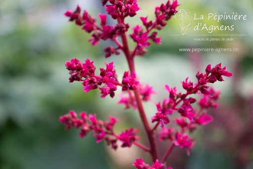 Astilbe arendsii (x) 'Fanal'