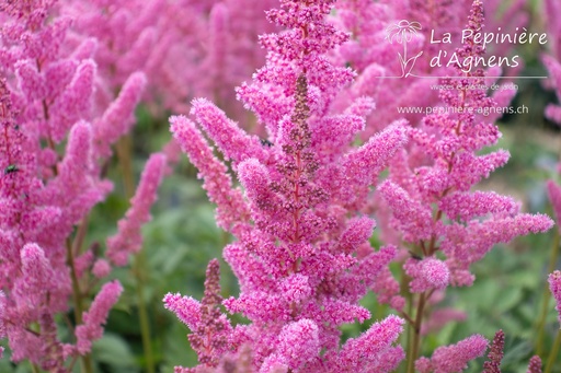 Astilbe chinensis 'Vision in Pink'