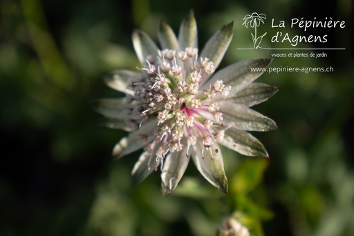 Astrantia major