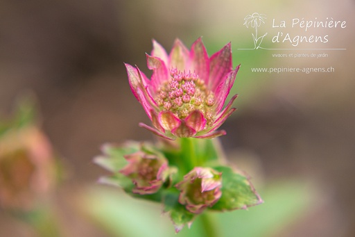 Astrantia major 'Roma'