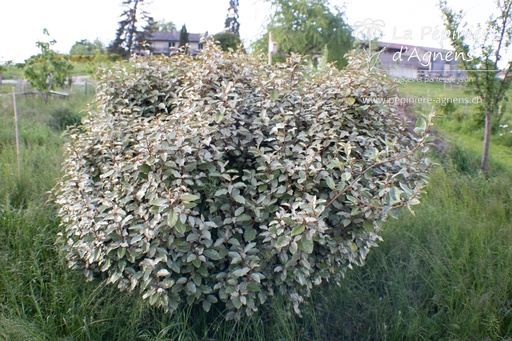 Elaeagnus ebbingei 'Compacta'