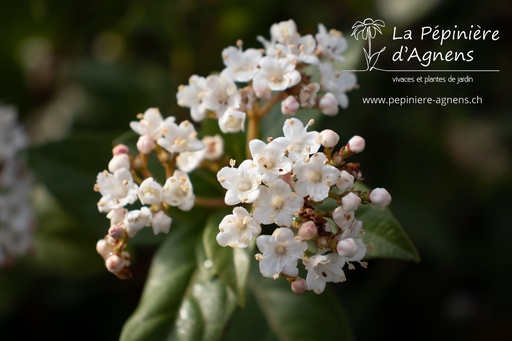 Osmanthus x burkwoodii