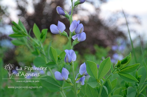 Baptisia australis