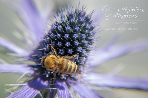 Assortiment plantes pour abeilles