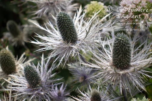 Eryngium zabelii (x) 'Donard Variety'