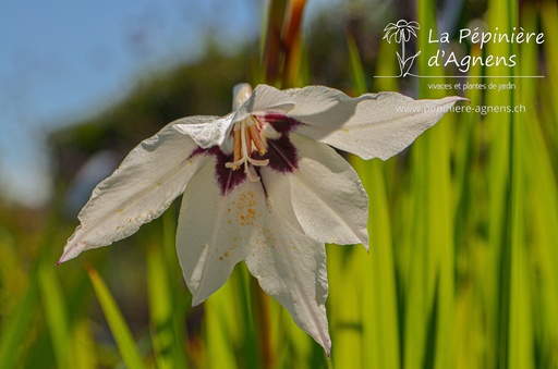 Acidanthera murielae