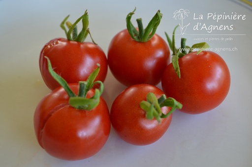 Tomate cerise 'Cherry Rouge'