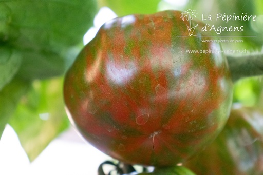 Tomate à fruits moyens 'Black Zebra'