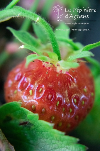 Assortiment découverte fraisiers