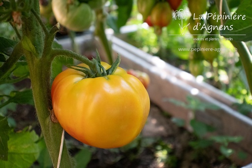 Tomate à fruis charnus 'Ananas'