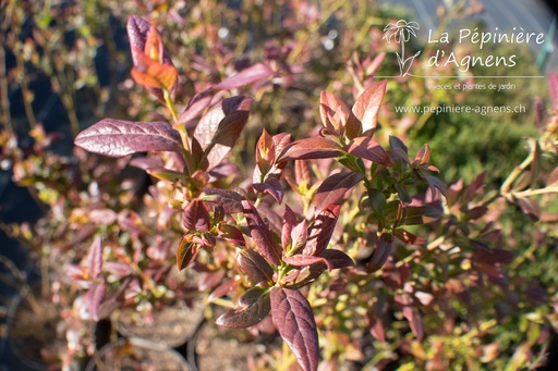 Vaccinium corymbosum 'Elisabeth'