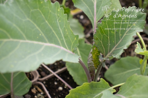 Brassica cultivar 'Thousand Head'