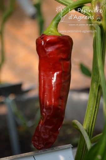 Piment 'Gorria'