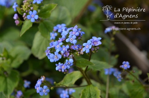 Brunnera macrophylla