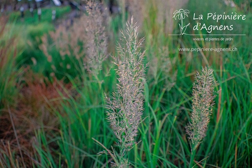 Calamagrostis brachytricha