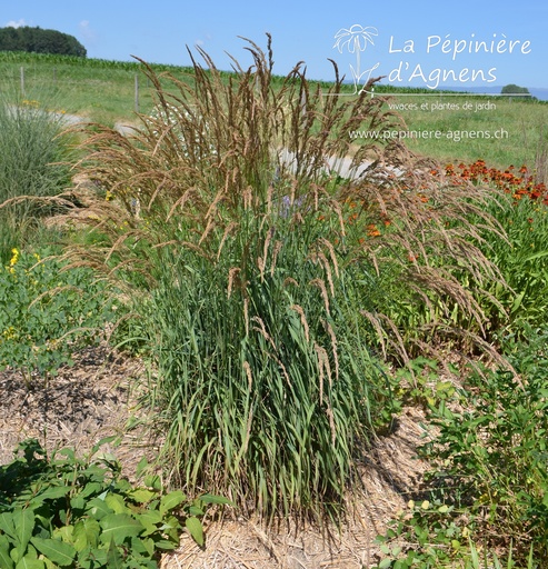 Calamagrostis varia