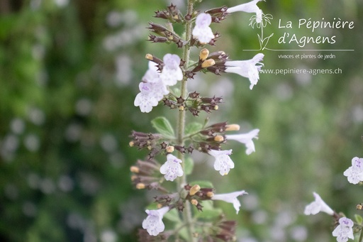 Calamintha nepeta 'Blue Cloud Strain'