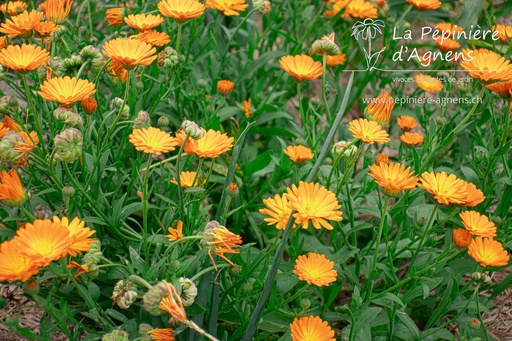 Calendula officinalis