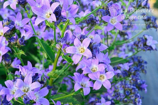 Campanula lactiflora 'Prichard's Variety'