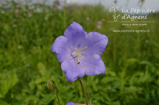 Campanula persicifolia