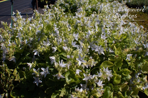 Campanula poscharskyana 'E.H.Frost'