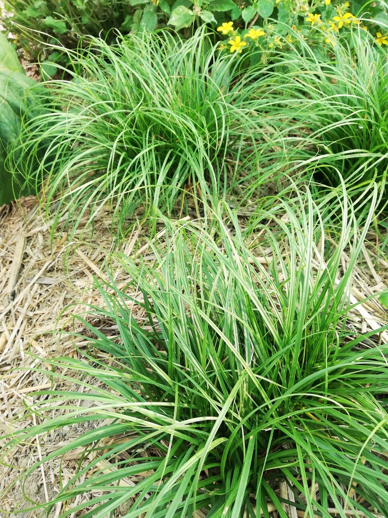 Carex caryophyllea 'The Beatles'