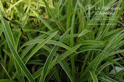 Carex morrowii 'Ice Dance'