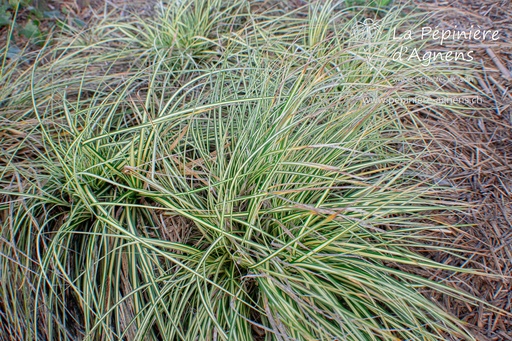 Carex oshimensis 'Evergold'