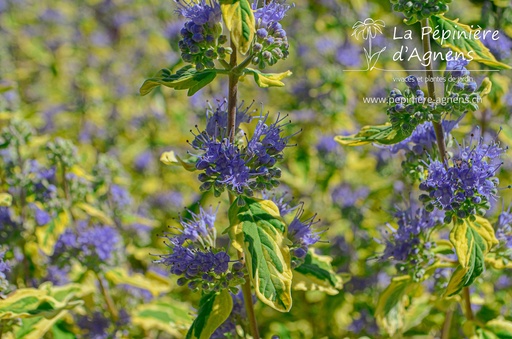 Caryopteris clandonensis 'Summer Sorbet'