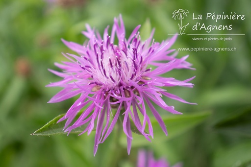 Centaurea jacea