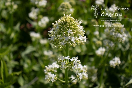 Centranthus ruber 'Albus'