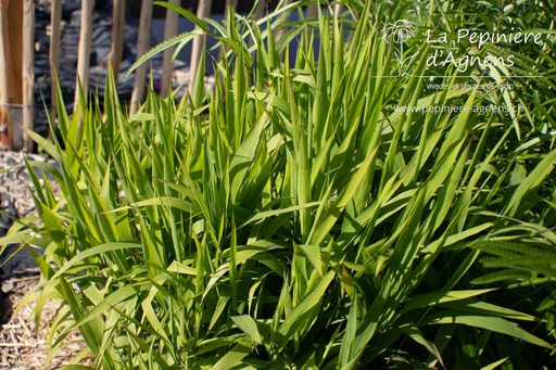 Chasmanthium latifolium