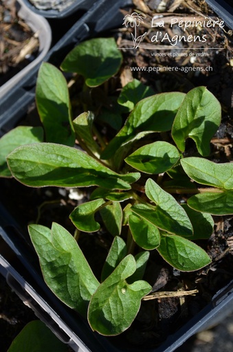 Chenopodium bonus-henricus