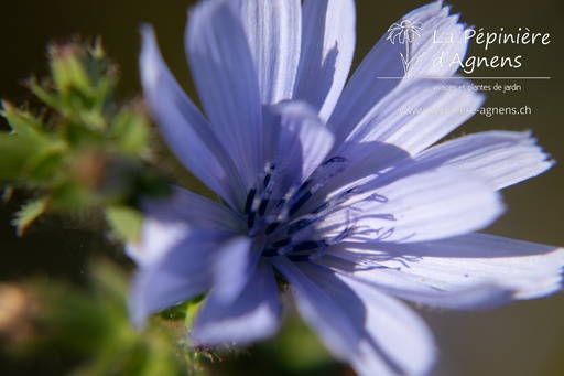 Cichorium intybus