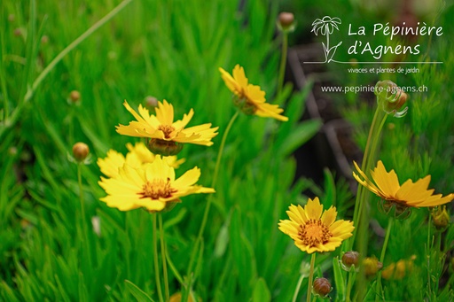 Coreopsis lanceolata 'Sterntaler'