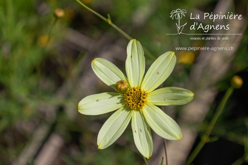 Coreopsis verticillata 'Moonbeam'