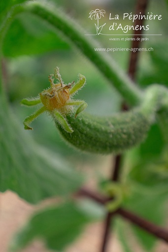 Cornichon à faire grimper 'de Bourbonne'