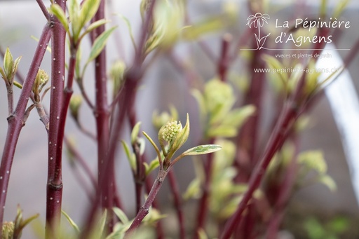 Cornus alba 'Elegantissima'